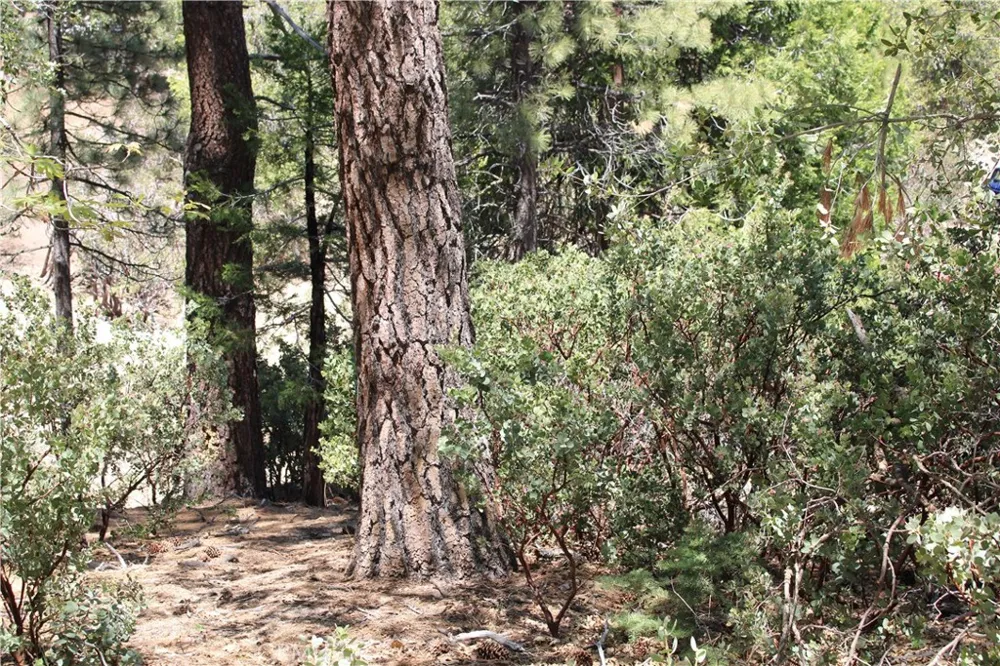 8 Big Rock Drive Idyllwild, CA 92549