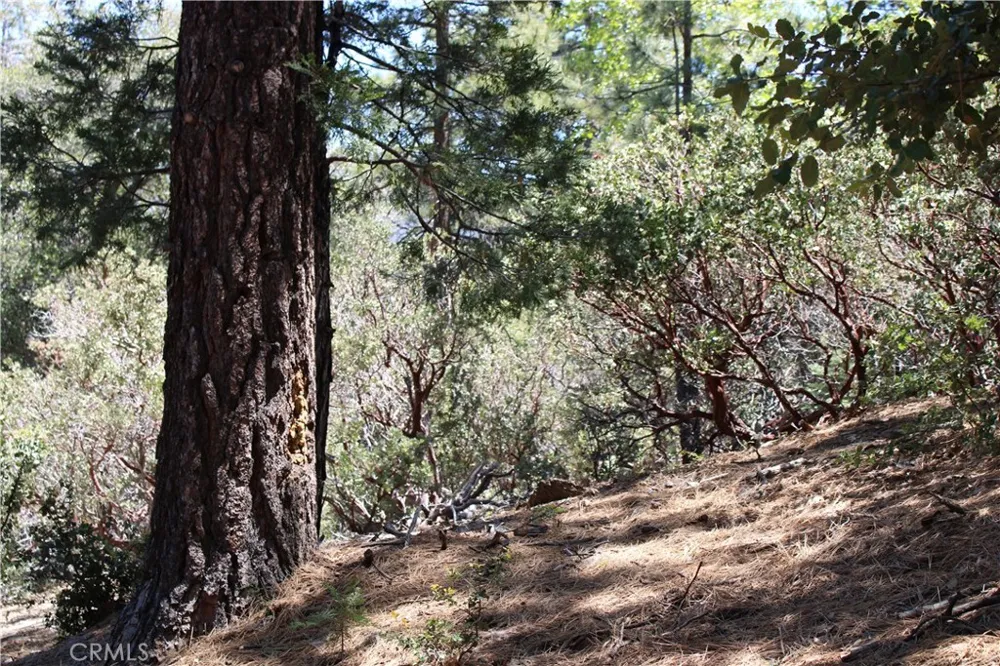 8 Big Rock Drive Idyllwild, CA 92549