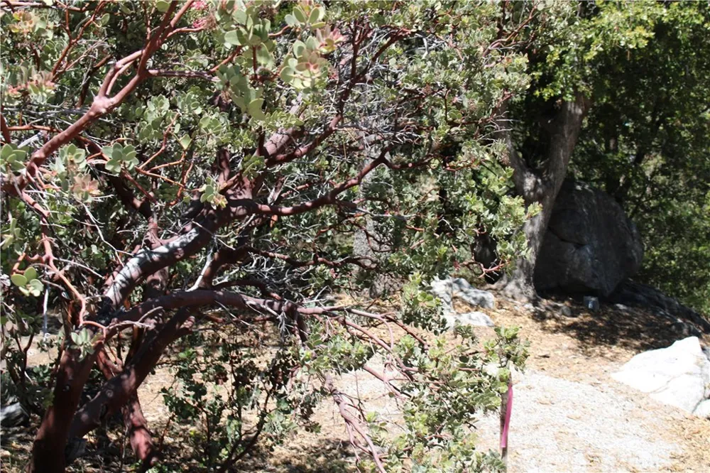 8 Big Rock Drive Idyllwild, CA 92549
