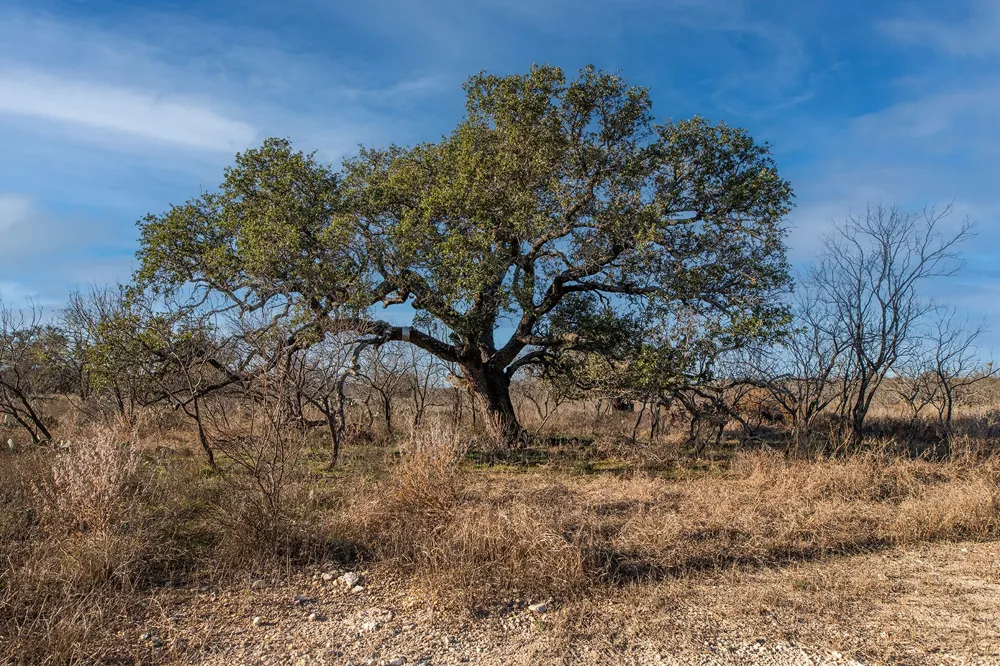 371 Axis Court Melvin, TX 76858