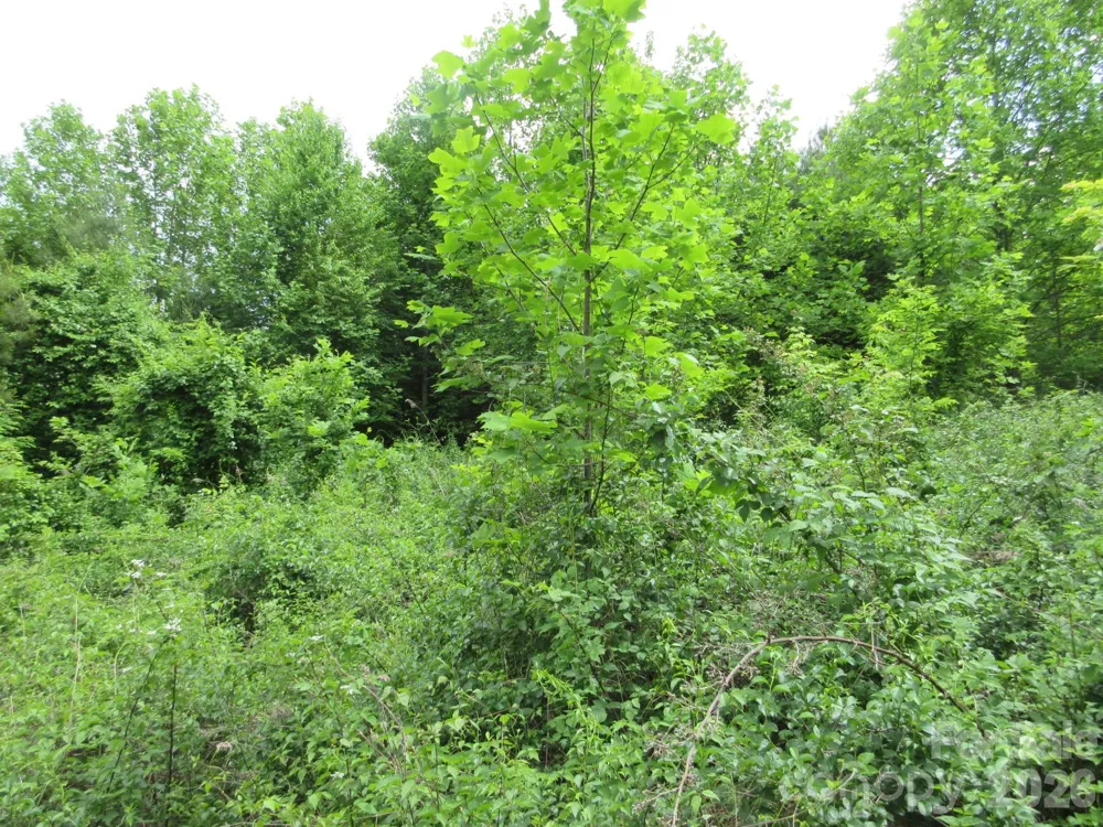 0 Rocky Top Trail #4 Hot Springs, NC 28743