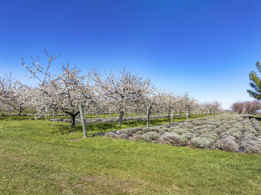 17770 Center Road Peninsula Township, MI 49686