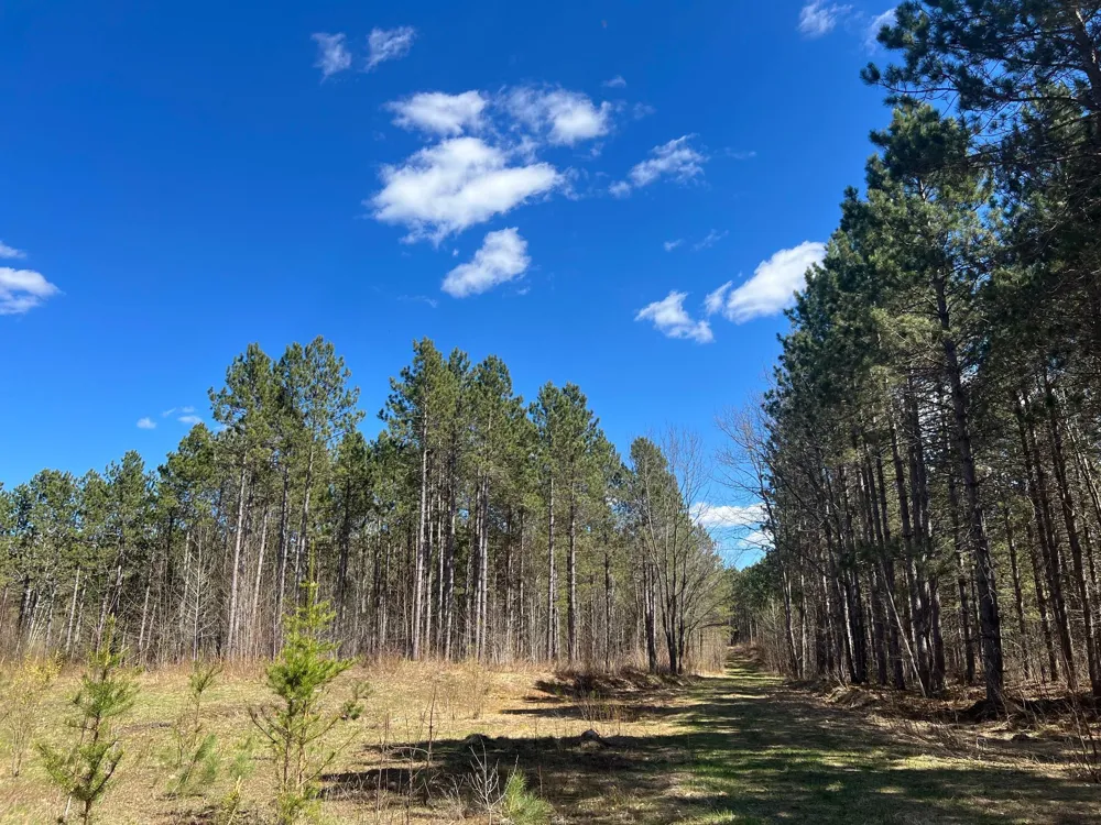 TBD (164.21AC) Maple Grove Road Cloquet, MN 55720