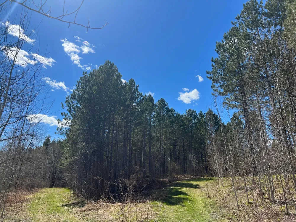 TBD (164.21AC) Maple Grove Road Cloquet, MN 55720