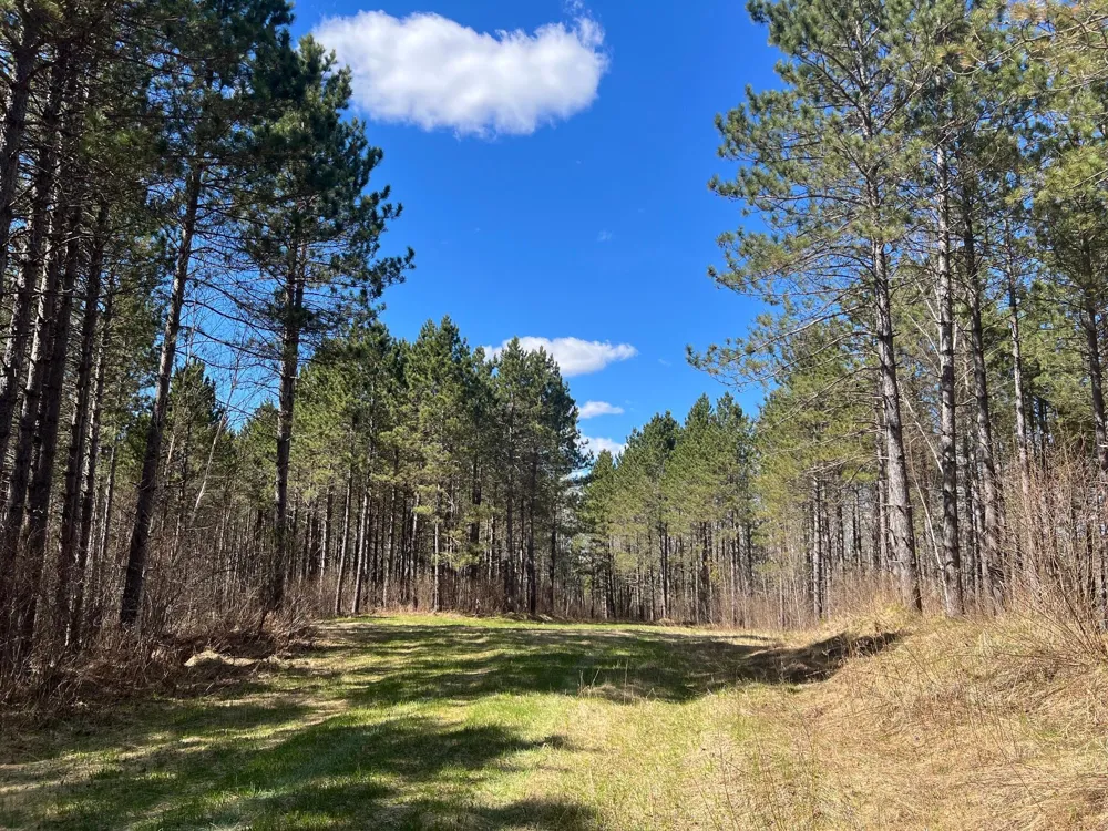 TBD (164.21AC) Maple Grove Road Cloquet, MN 55720