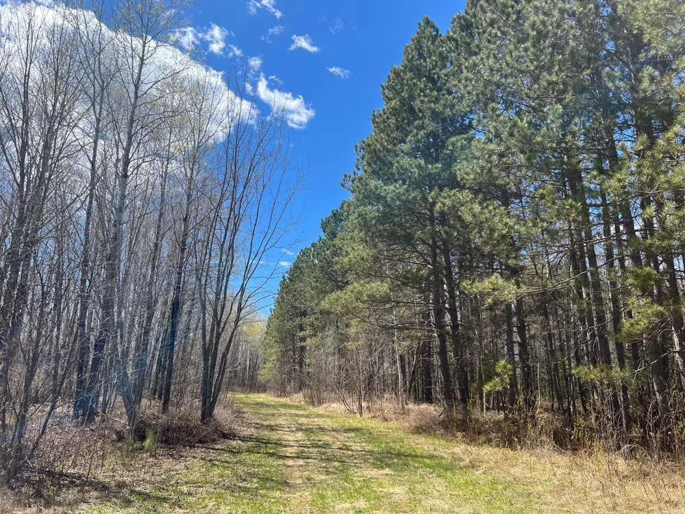 TBD (280AC) Maple Grove Road Cloquet, MN 55720