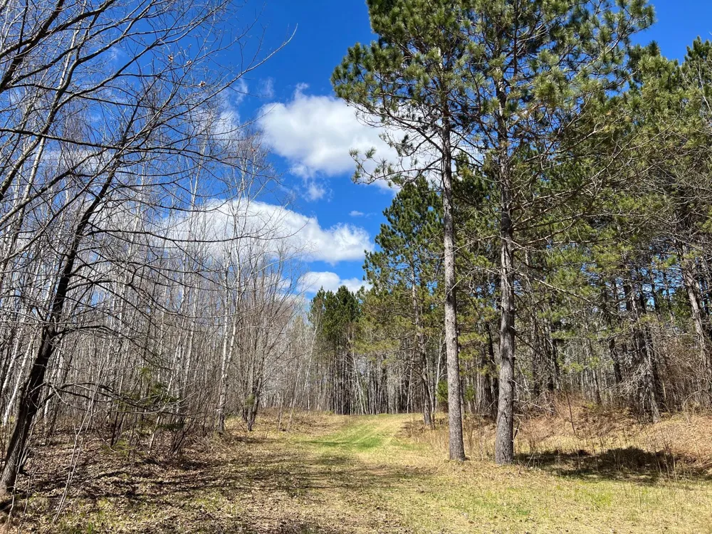 TBD (280AC) Maple Grove Road Cloquet, MN 55720
