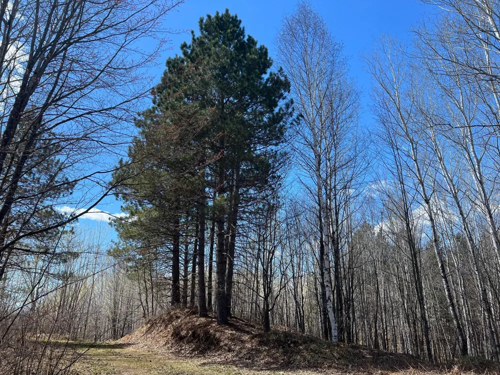 TBD (280AC) Maple Grove Road Cloquet, MN 55720