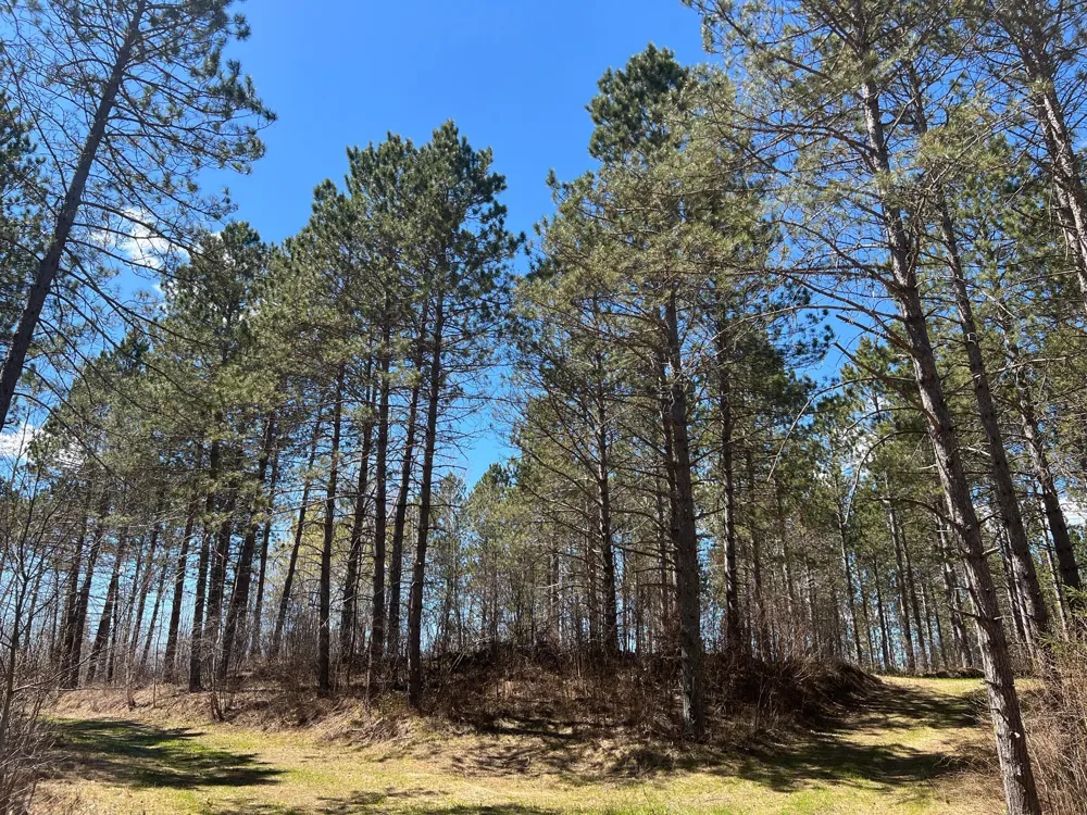 TBD (280AC) Maple Grove Road Cloquet, MN 55720