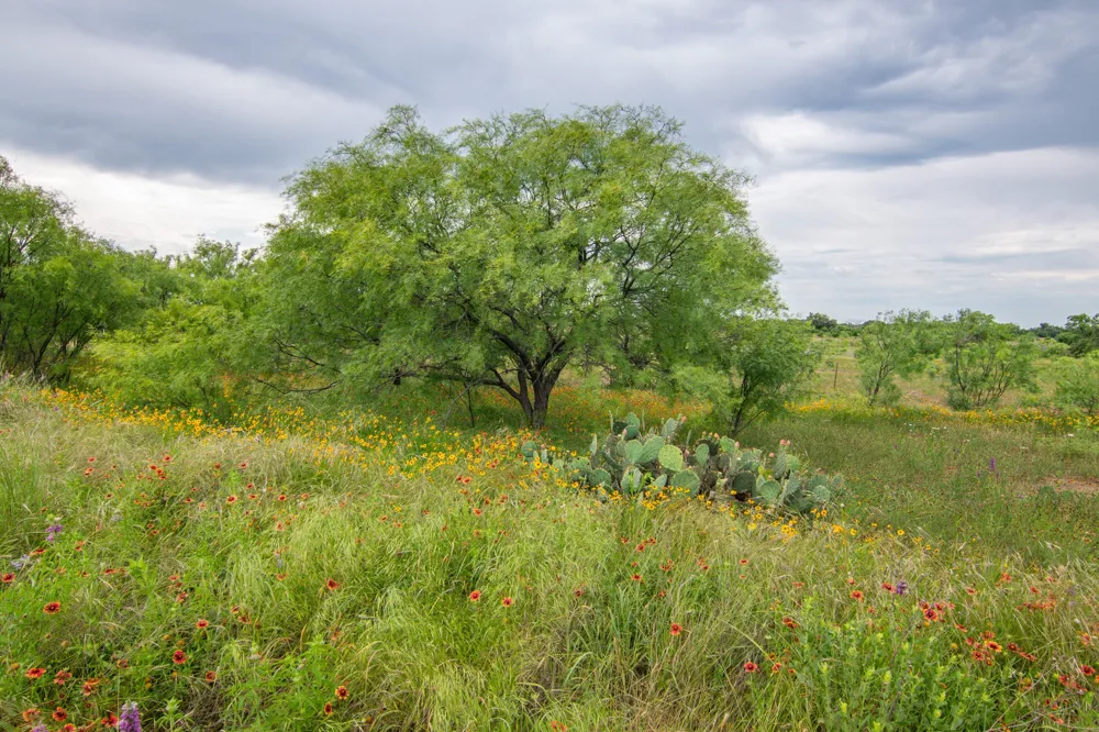 6187 Fm 586 Bangs, TX 76823