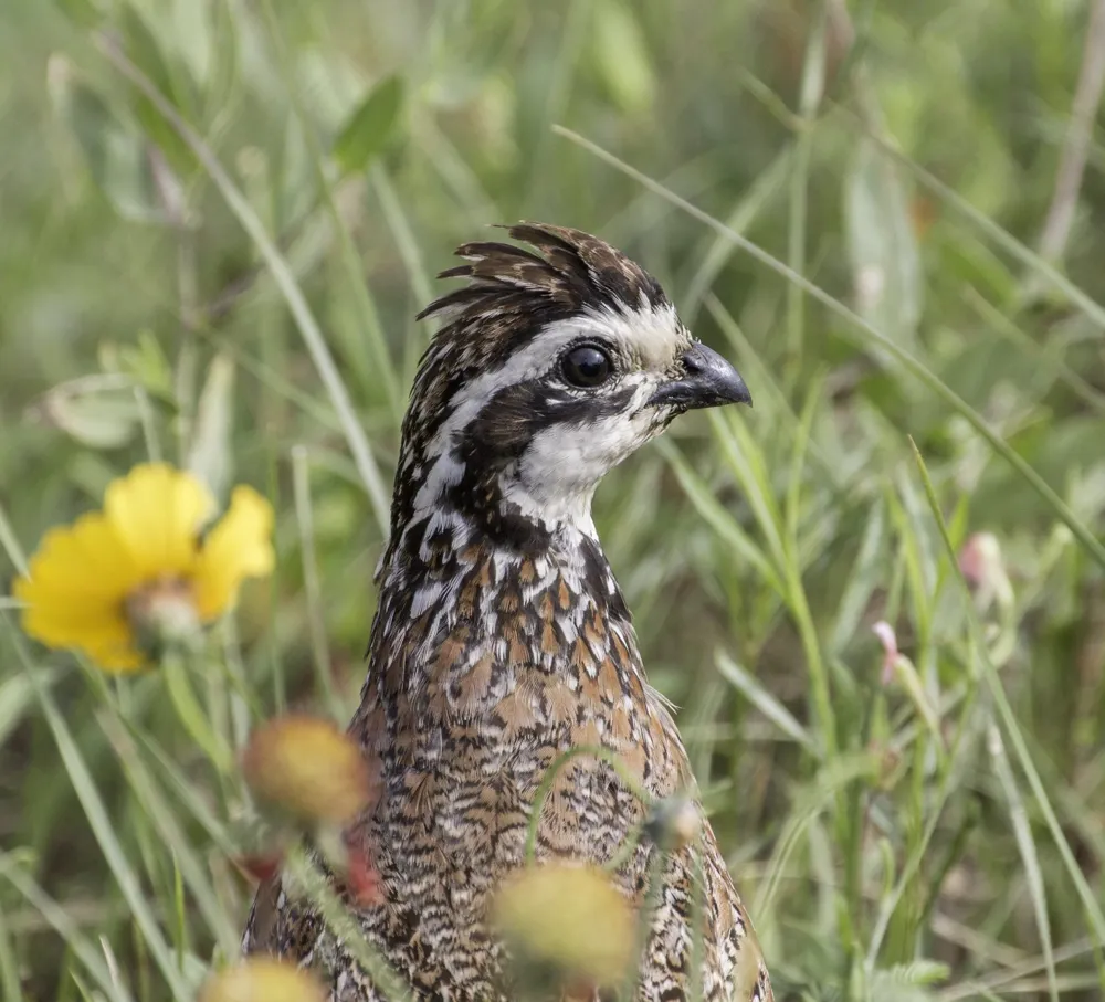 6187 Fm 586 Bangs, TX 76823