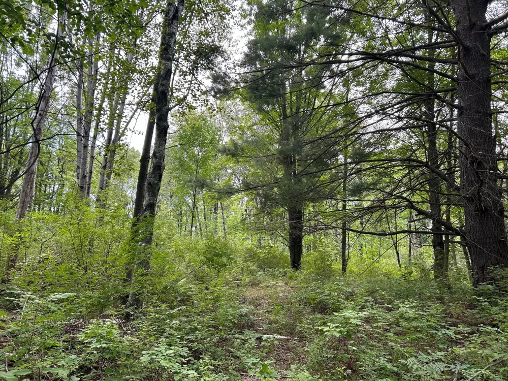 30th Avenue Remus, MI 49340
