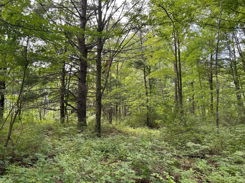 30th Avenue Remus, MI 49340