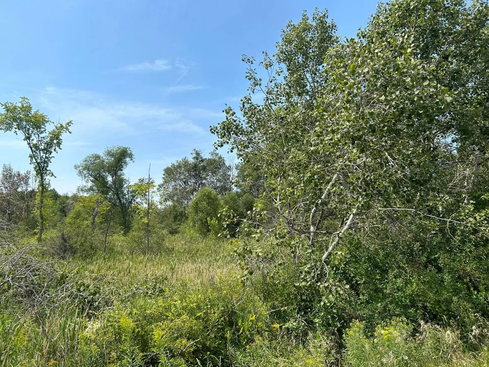 30th Avenue Remus, MI 49340