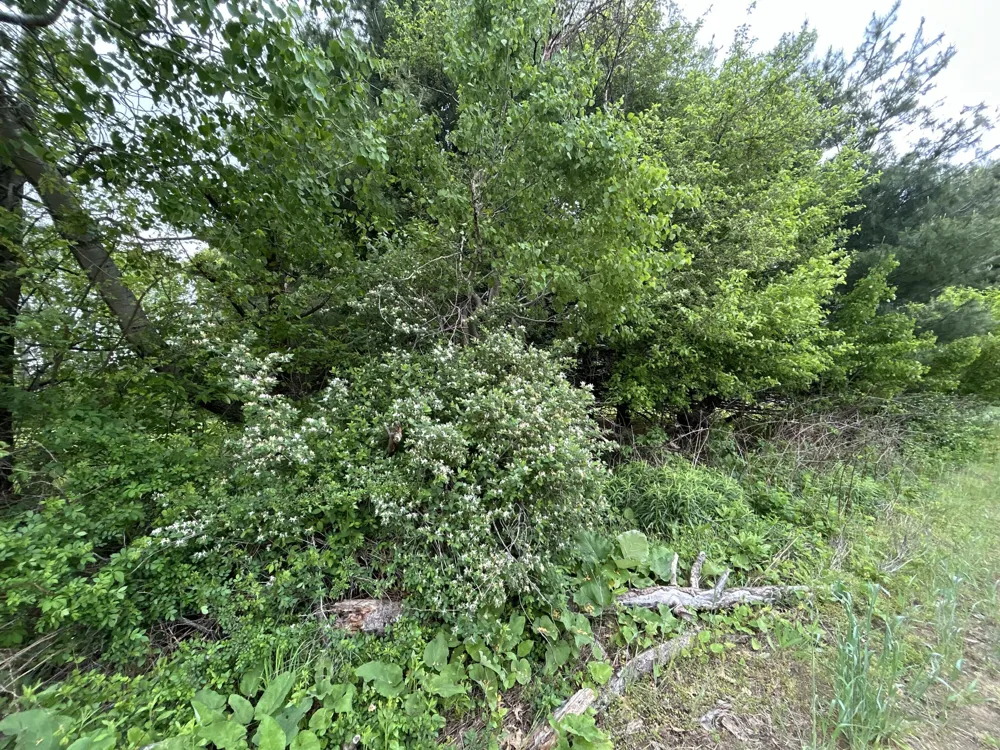House Street NE Belmont, MI 49306