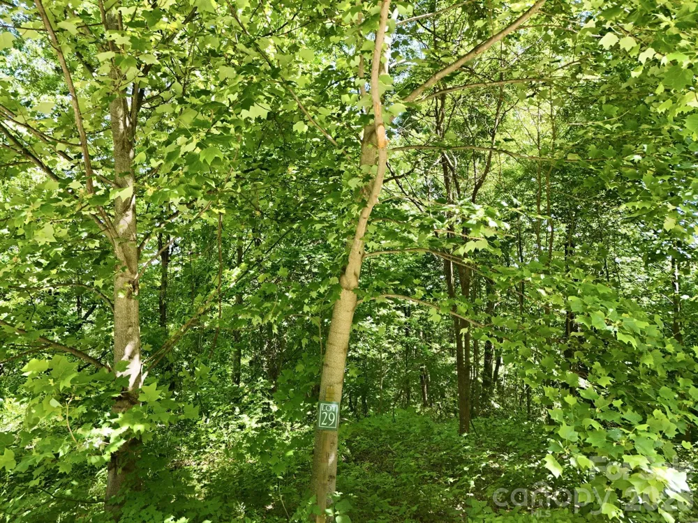 99999 Cliffledge Trail Black Mountain, NC 28711
