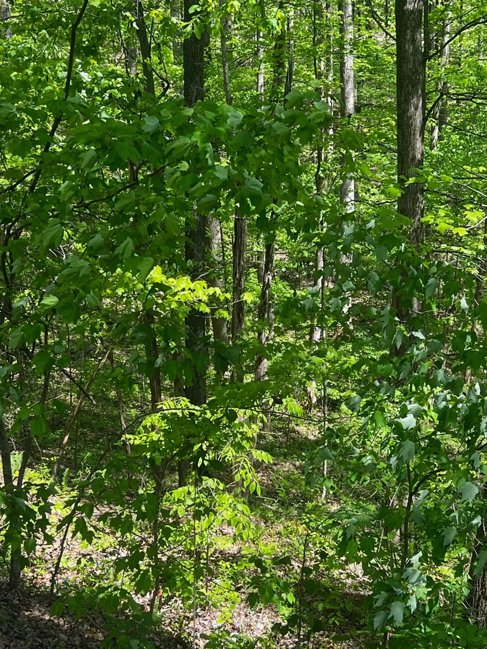 0 Lola Dr Smithville, TN 37166