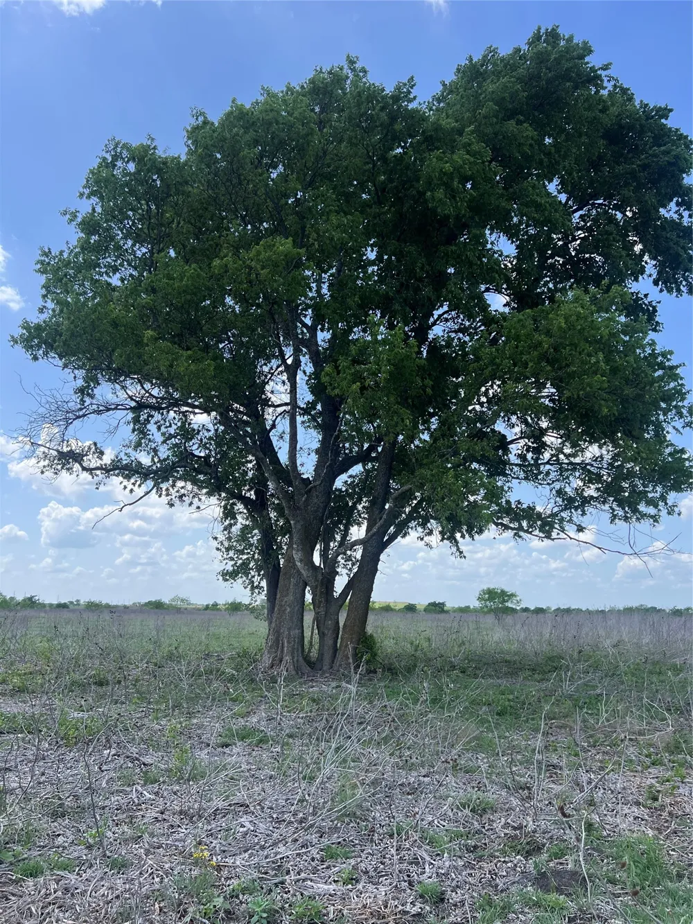 Private Road 4311 Jonesboro, TX 76531