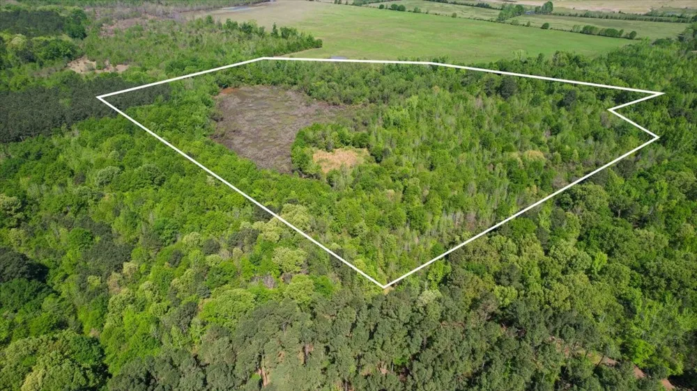 CR 1143 Daingerfield, TX 75638