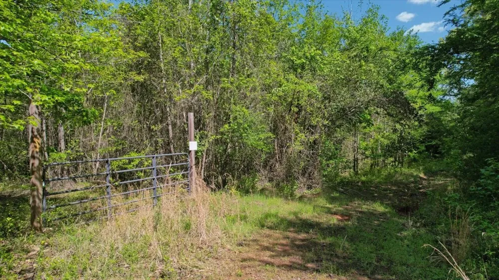 CR 1143 Daingerfield, TX 75638
