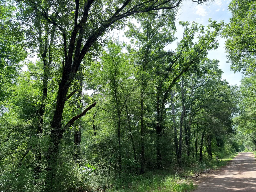 CR 261 Oakwood, TX 75855