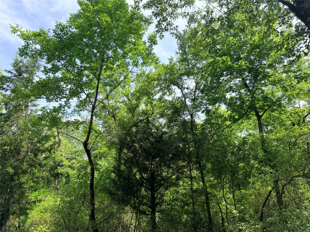 CR 261 Oakwood, TX 75855