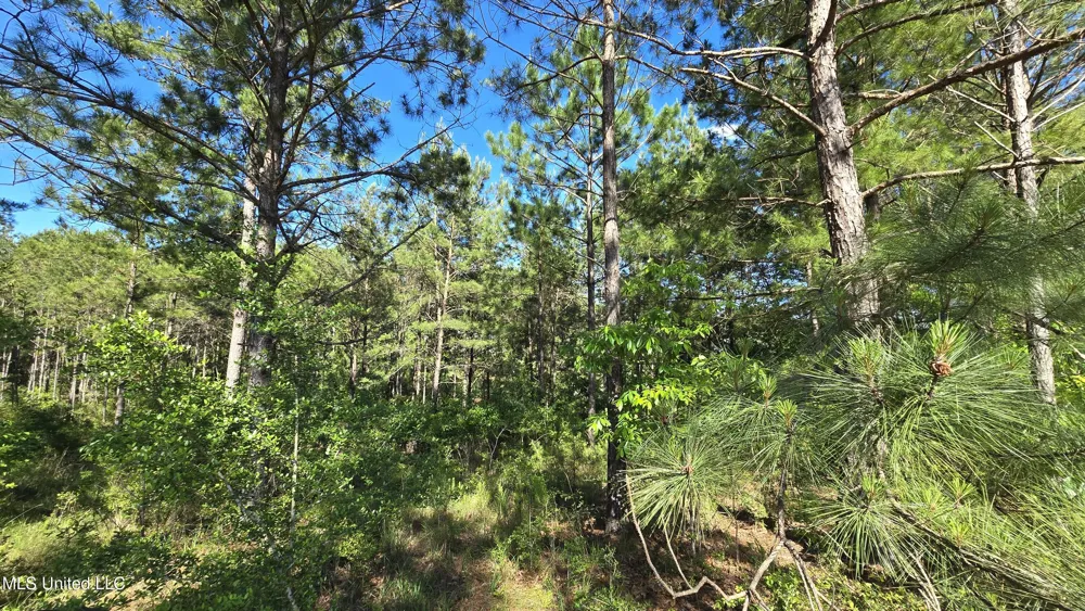 Mellie Lane Leakesville, MS 39451