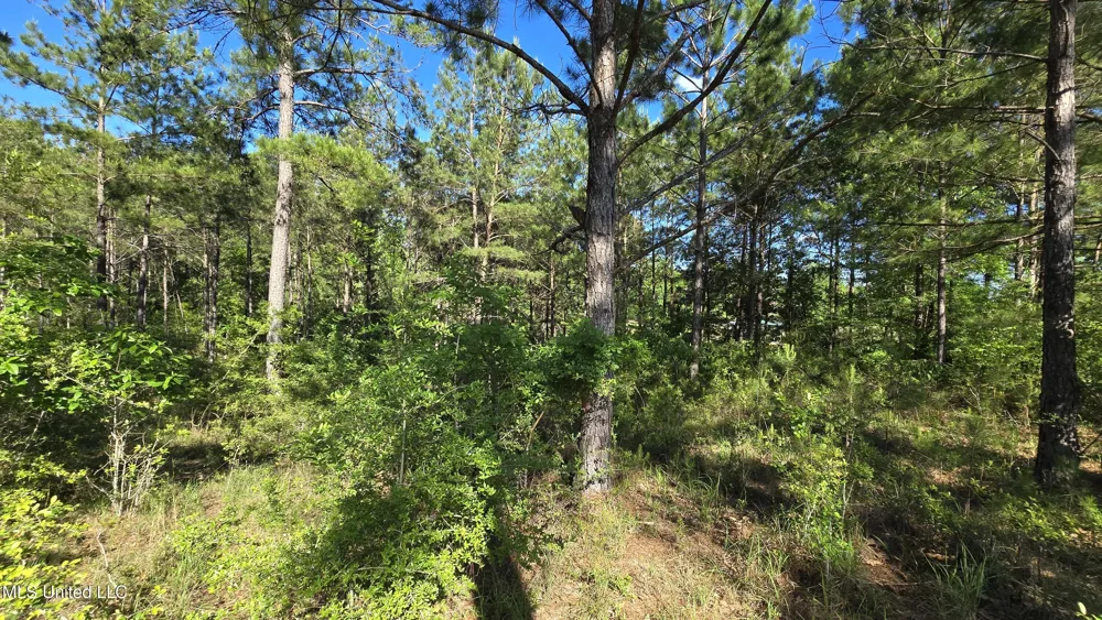 Mellie Lane Leakesville, MS 39451