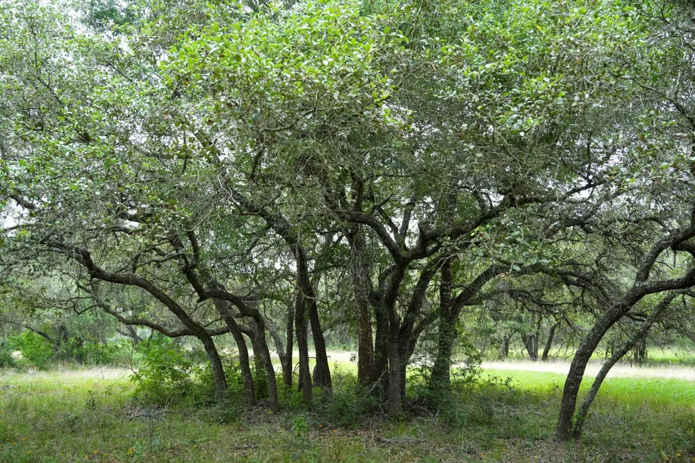 Shorebird Lane Columbus, TX 78934