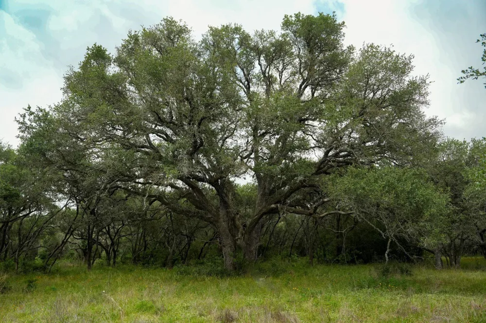 Shorebird Lane Columbus, TX 78934