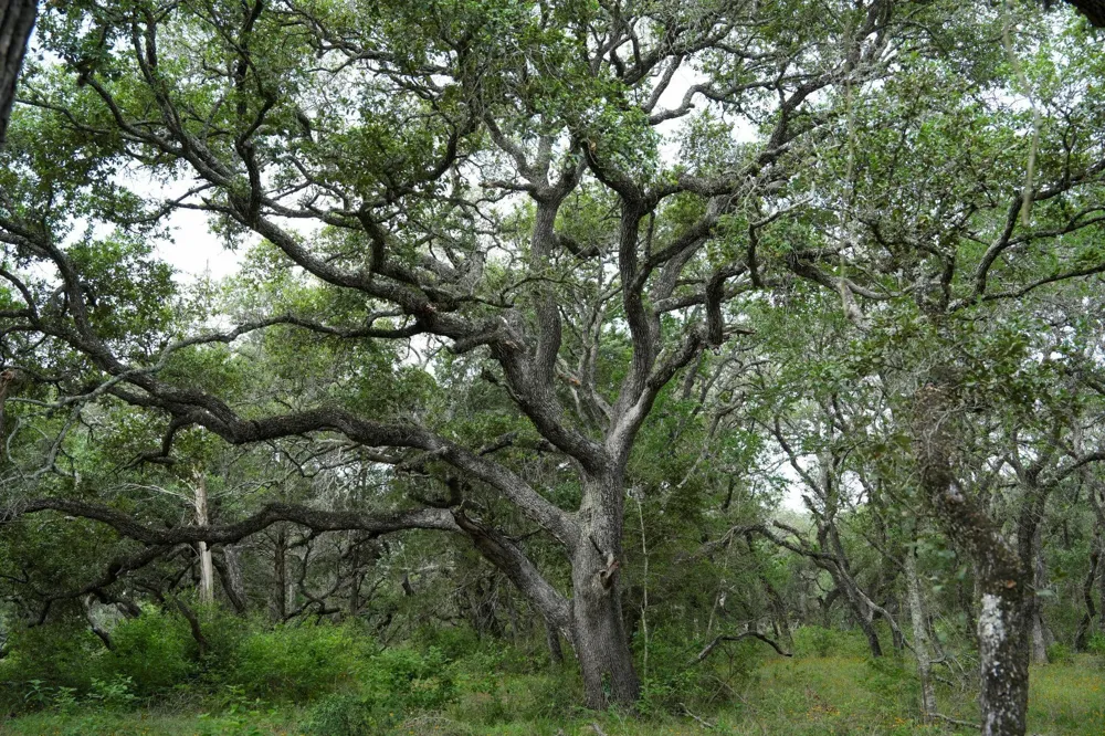 Shorebird Lane Columbus, TX 78934