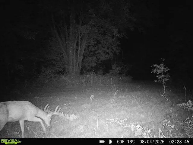 11401 Little George Lake Road Gladwin, MI 48624