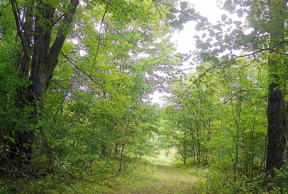 11401 Little George Lake Road Gladwin, MI 48624