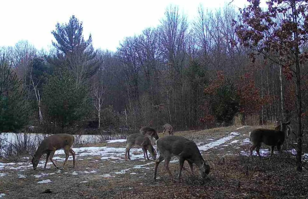 11401 Little George Lake Road Gladwin, MI 48624