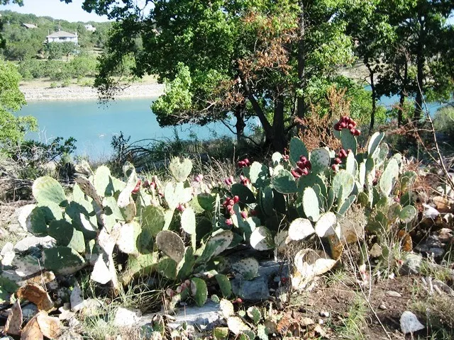 2552 Connie Drive Canyon Lake, TX 78133