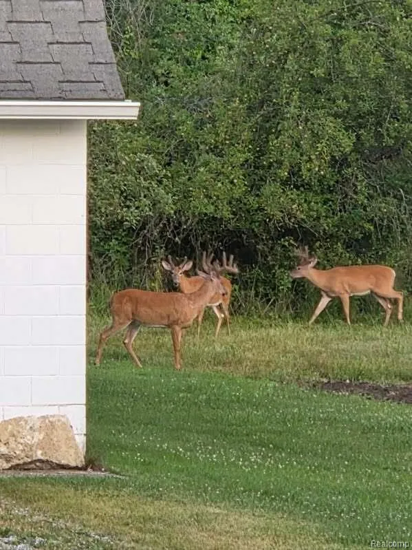 5893 Cribbins Road Kenockee Township, MI 48006