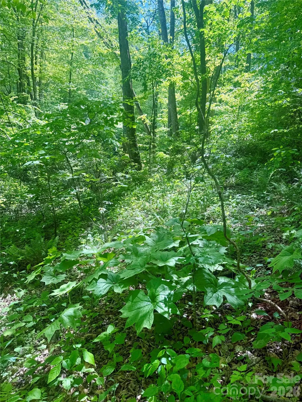 TBD Highway 107 #Lot 1 Glenville, NC 28736