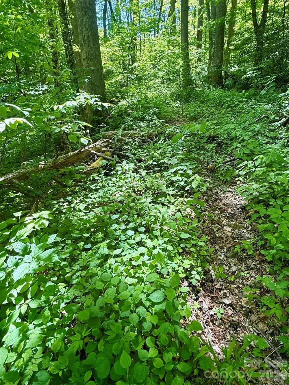 TBD Highway 107 #Lot 1 Glenville, NC 28736