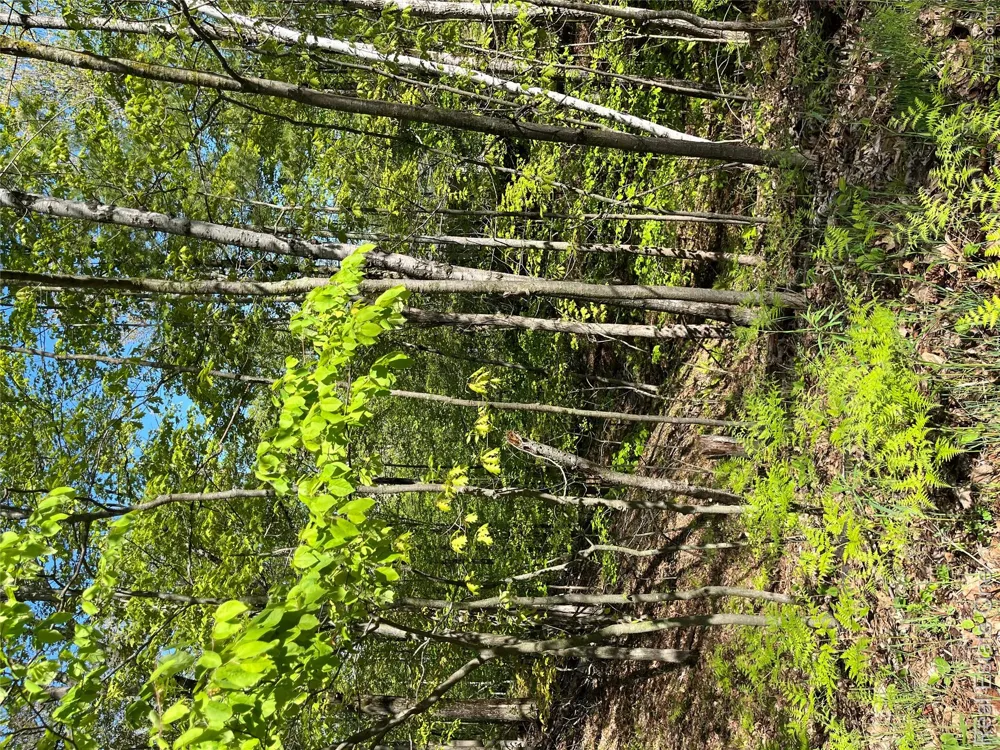 S. Forest Lake Drive Moffatt Township, MI 48610