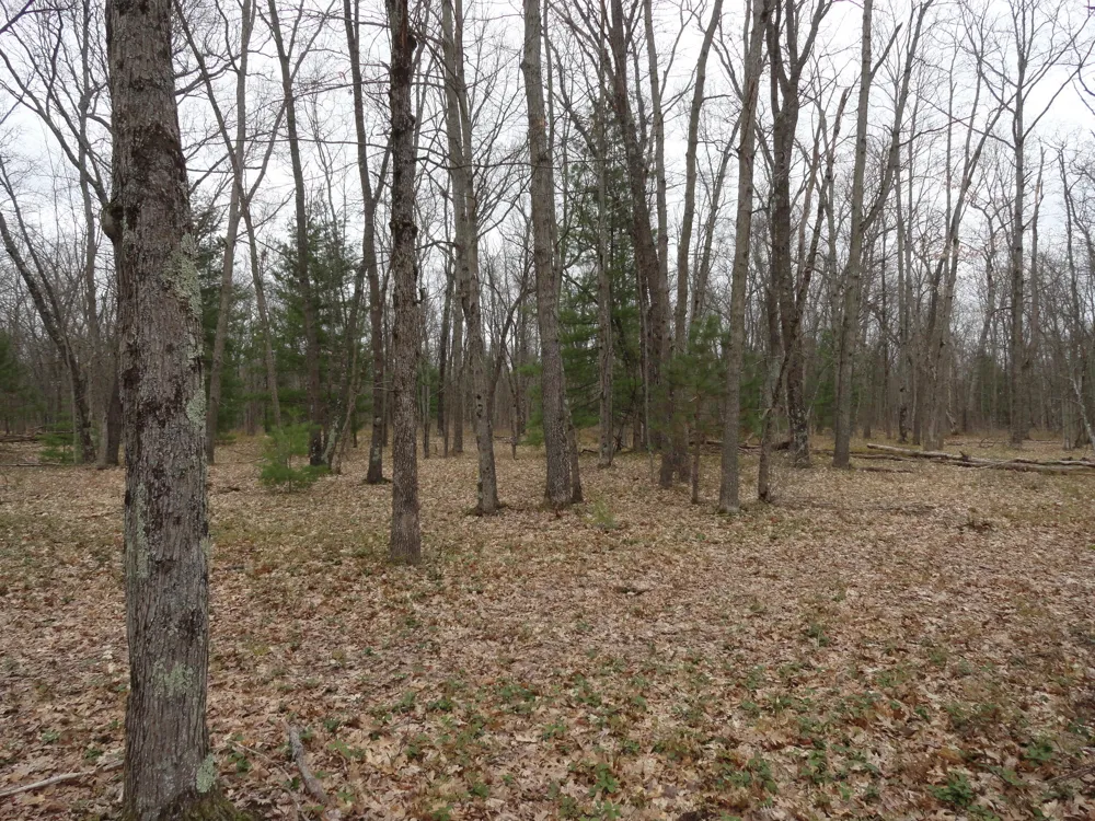 1035 Udell Hills Fire Tower Road Stronach Township, MI 49660