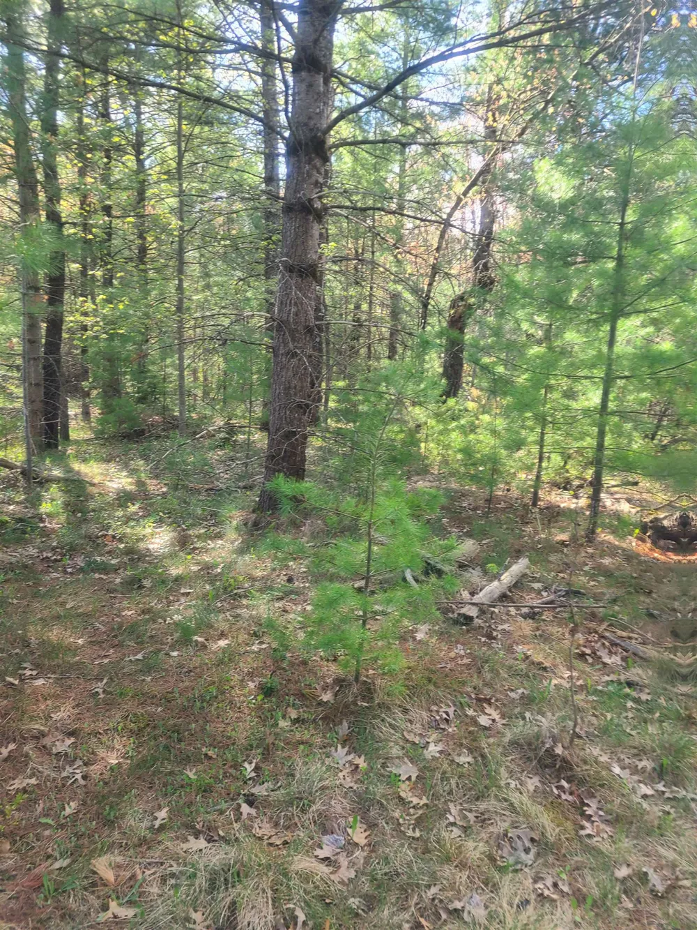 3856 Old State Road Grant Township, MI 48748