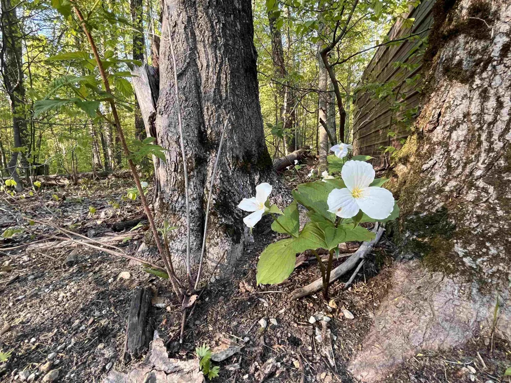 W Elder Custer Township, MI 49659