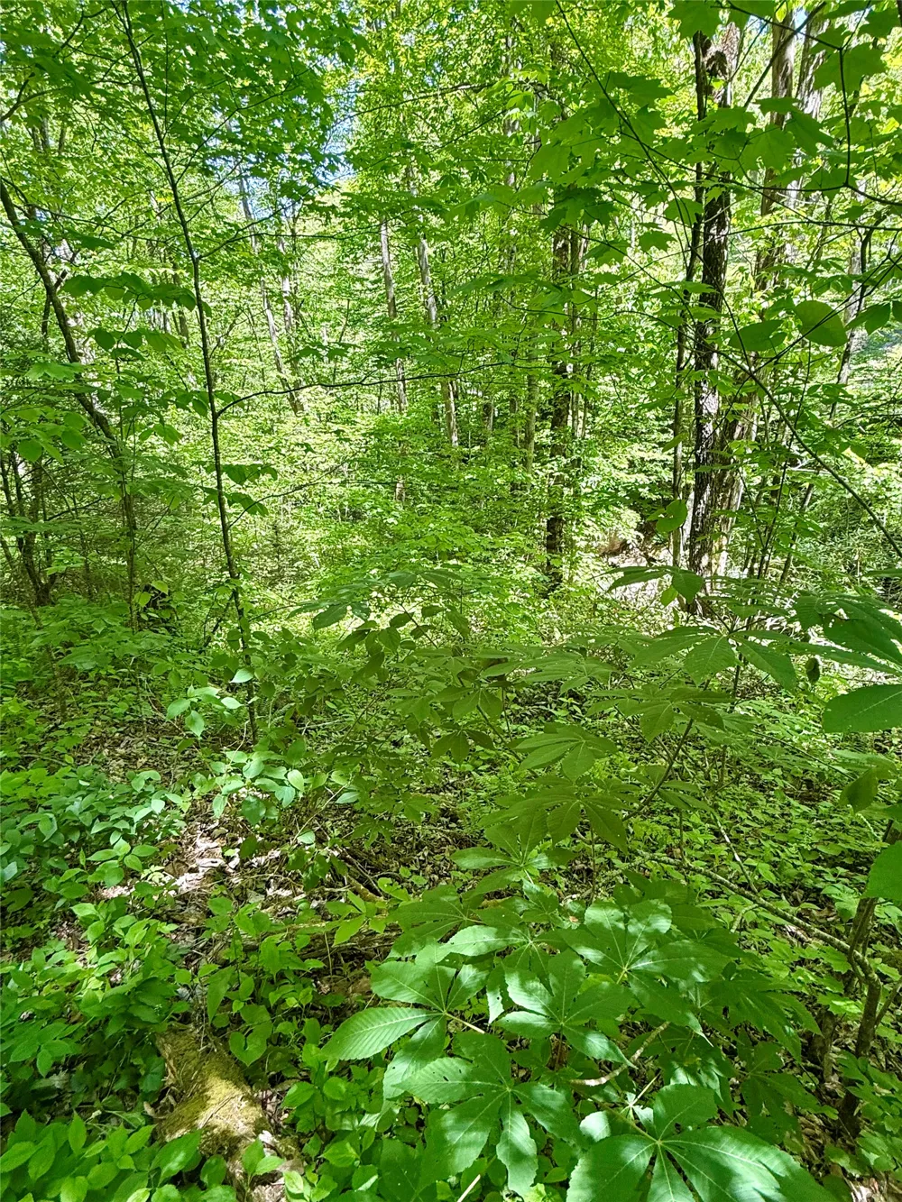 1 Highway 107 Highway Glenville, NC 28736