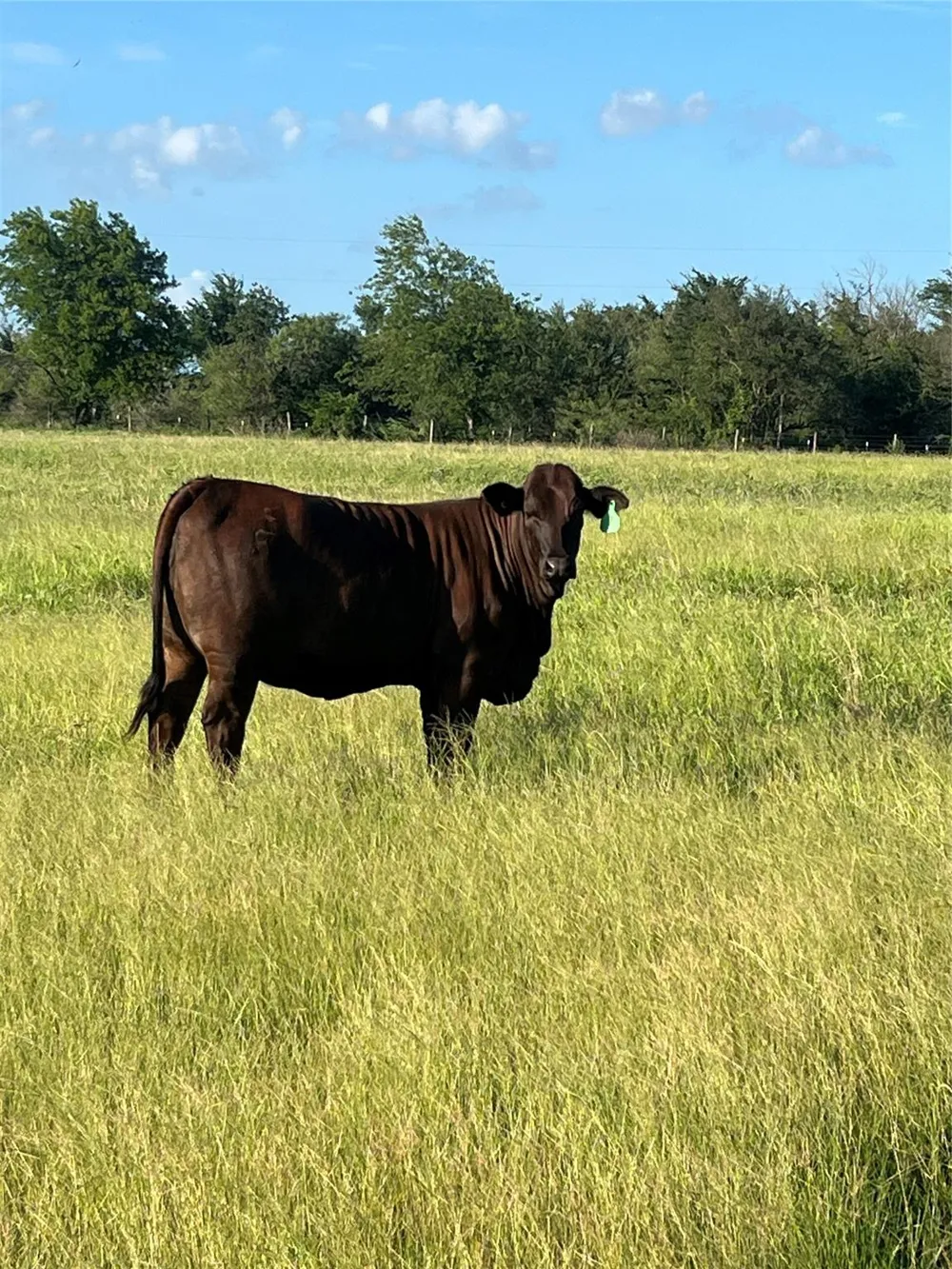 9163 Fm 46 Franklin, TX 77856