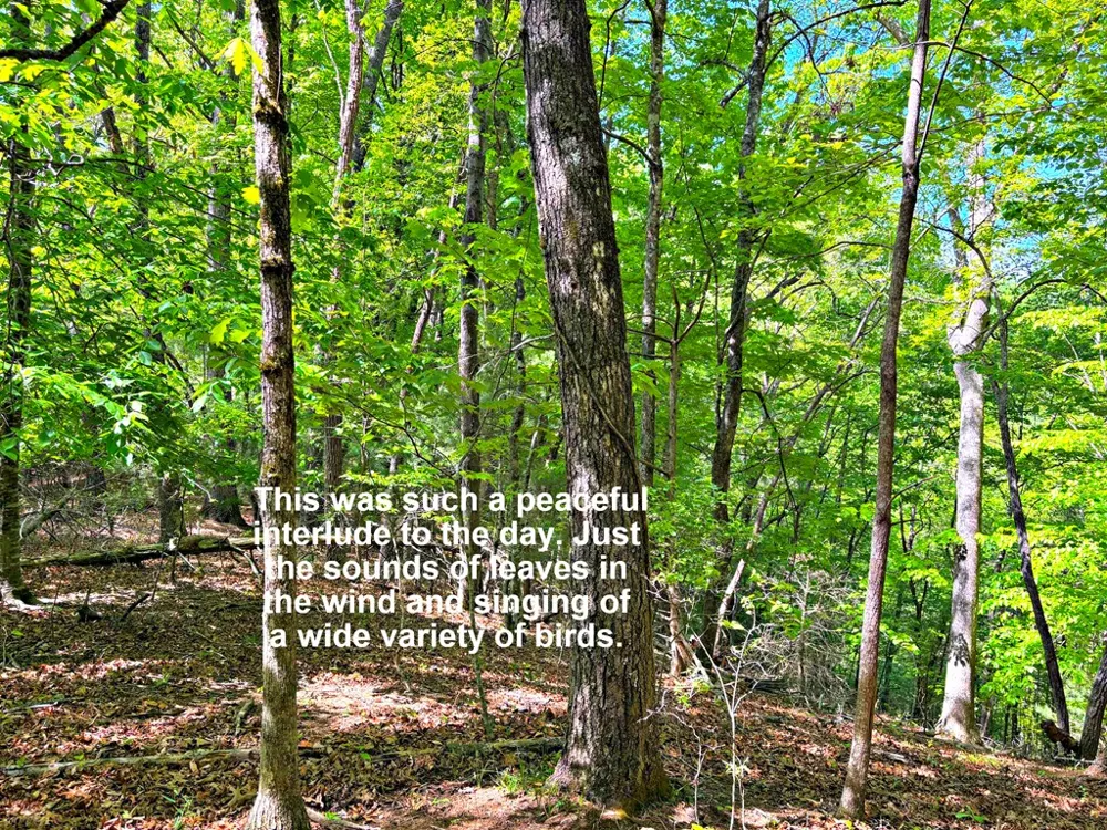 Moses Creek Rd. Cullowhee, NC 28723
