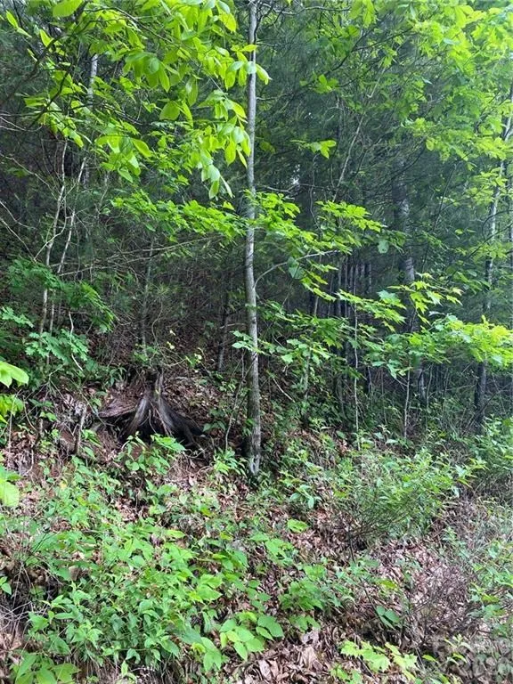 Shagbark Dr Sylva, NC 28779