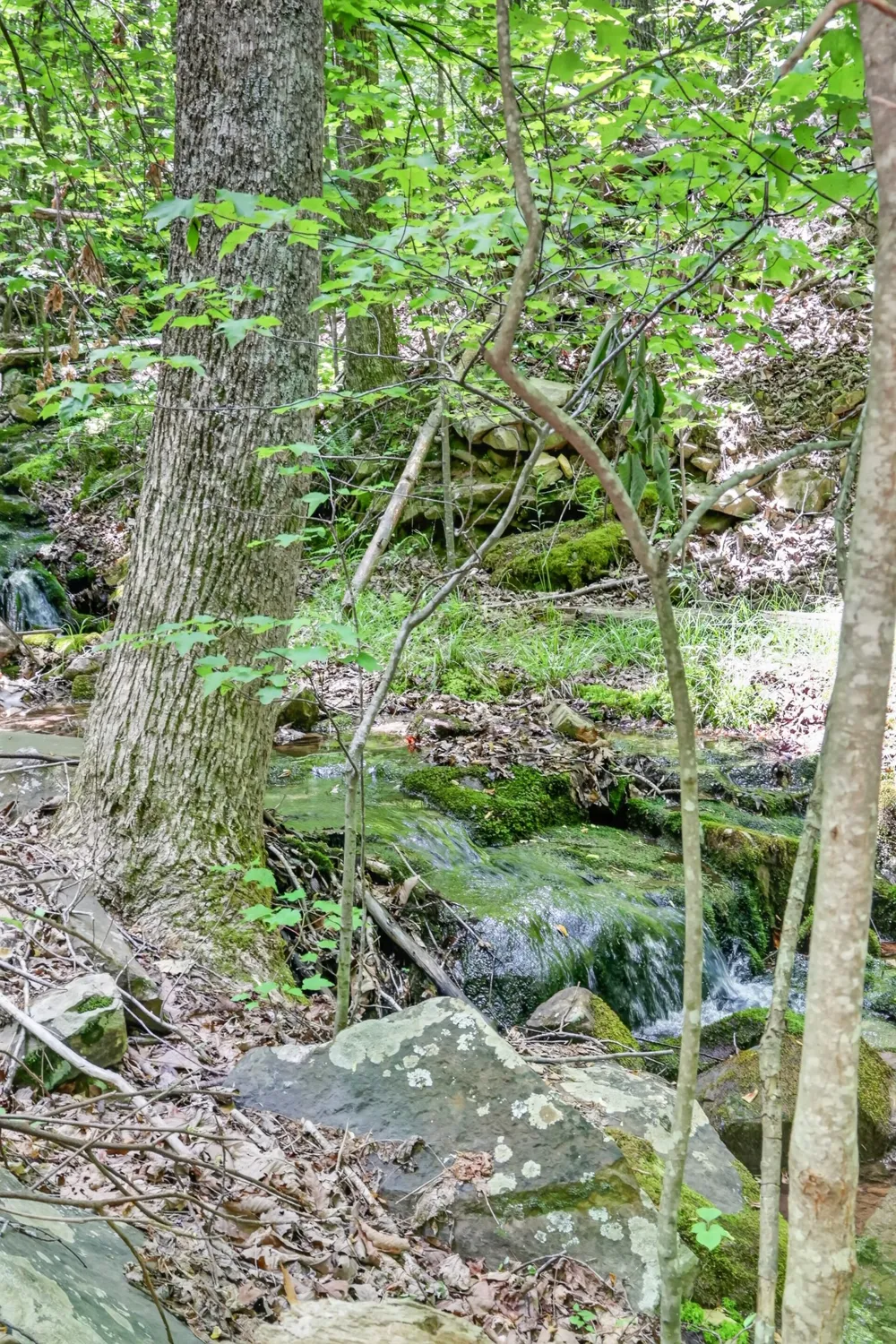 1215 Stage Coach Rd Sewanee, TN 37375