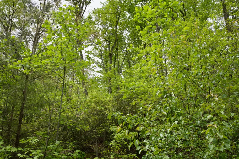 0 Creek Side Lane Spencer, TN 38585