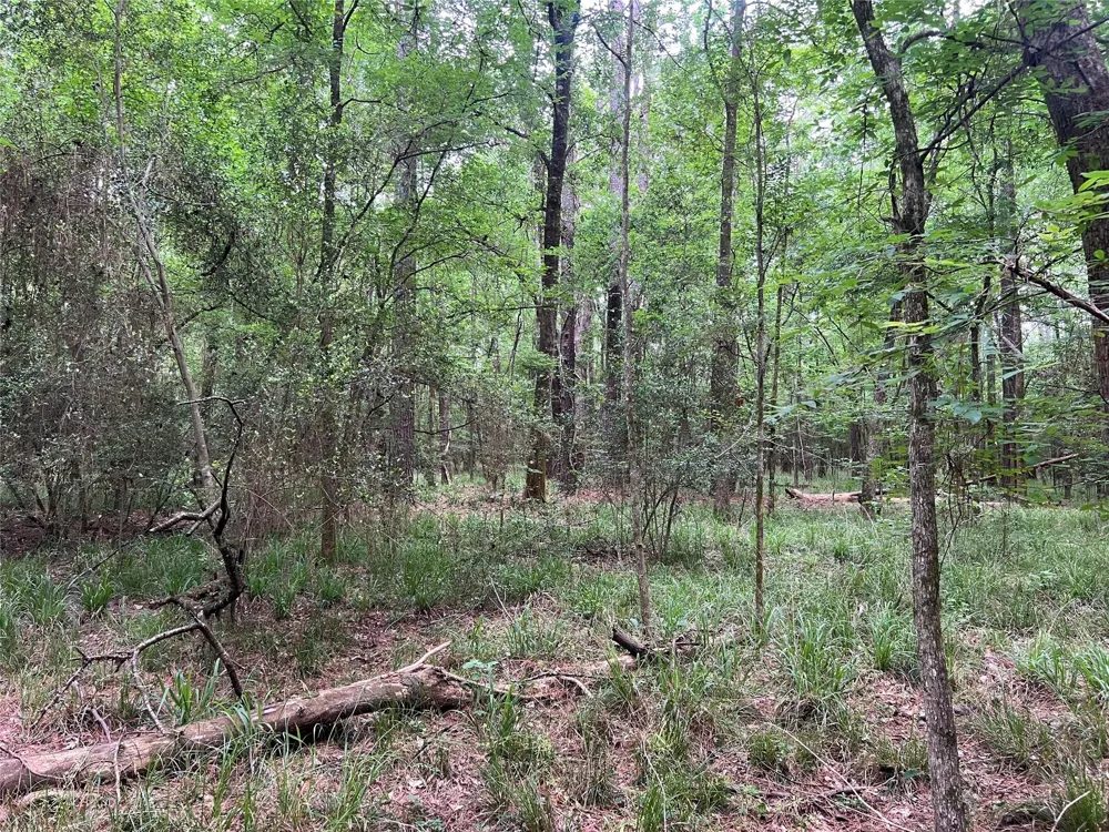 Wilderness Road Point Blank, TX 77364