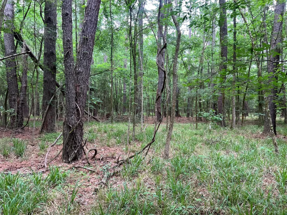 Wilderness Road Point Blank, TX 77364